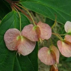 Dipelta Yunnanensis -Fruit Garden Shop Dipelta yunnanensis 02