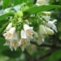 Dipelta Yunnanensis -Fruit Garden Shop Dipelta yunnanensis 03