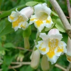 Dipelta Yunnanensis -Fruit Garden Shop Dipelta yunnanensis 04