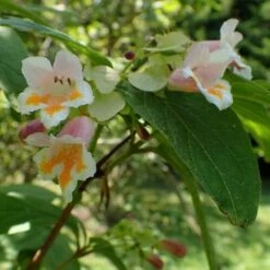 Dipelta Yunnanensis -Fruit Garden Shop Dipelta yunnanensis 05