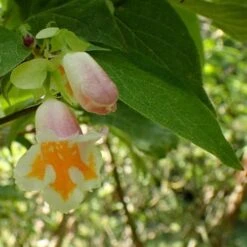 Dipelta Yunnanensis -Fruit Garden Shop Dipelta yunnanensis 06