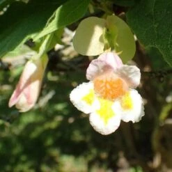 Dipelta Yunnanensis -Fruit Garden Shop Dipelta yunnanensis 07