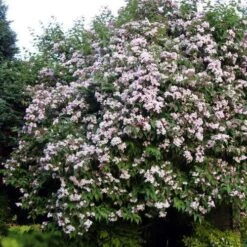 Dipelta Yunnanensis -Fruit Garden Shop Dipelta yunnanensis 08