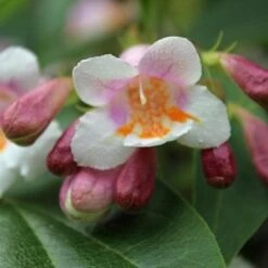 Dipelta Floribunda -Fruit Garden Shop Dipelta floribunda