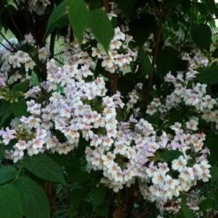 Dipelta Floribunda -Fruit Garden Shop Dipelta floribunda 3