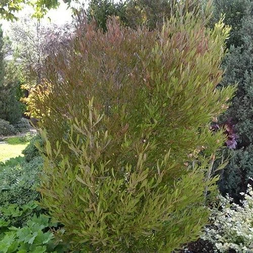 Dodonaea Viscosa Purpurea 4 Dodonaea Viscosa Purpurea - Image 2