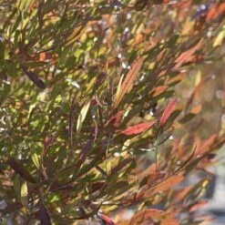 Dodonaea Viscosa Purpurea 7 Dodonaea Viscosa Purpurea -Fruit Garden Shop Dodonaea viscosa Purpurea 04