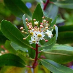 Drimys Aromatica -Fruit Garden Shop Drimys aromatica 03