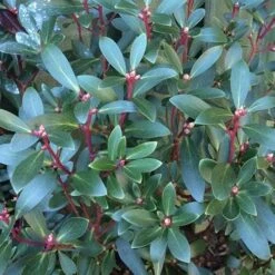 Drimys Aromatica -Fruit Garden Shop Drimys aromatica 04