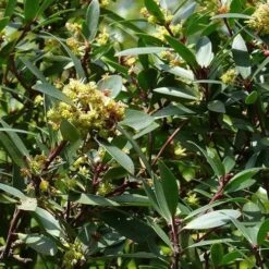 Drimys Aromatica -Fruit Garden Shop Drimys aromatica 05