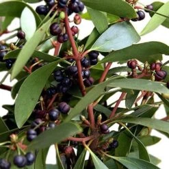 Drimys Aromatica -Fruit Garden Shop Drimys aromatica 06