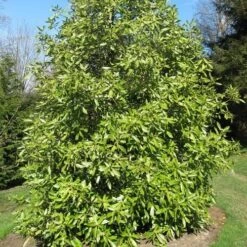 Drimys Winteri -Fruit Garden Shop Drimys winteri