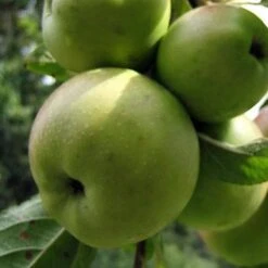 Apple Dunkerton Late Sweet -Fruit Garden Shop Dunkerton Sweet 02