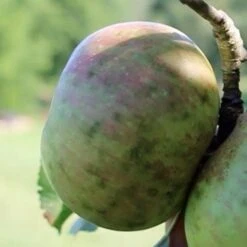 Apple Dunkerton Late Sweet -Fruit Garden Shop Dunkerton Sweet 03