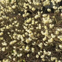 Edgeworthia Chrysantha Grandiflora -Fruit Garden Shop Edgworthia chrysantha Grandiflora
