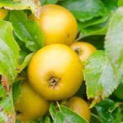 Apple Egremont Russet 9 Apple Egremont Russet -Fruit Garden Shop Egremont Russet A02 1