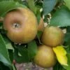 Apple Egremont Russet 2 Apple Egremont Russet -Fruit Garden Shop Egremont Russet 03