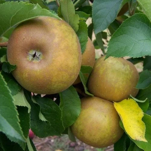 Apple Egremont Russet 3 Apple Egremont Russet