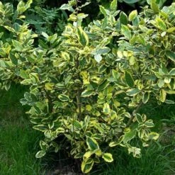 Elaeagnus Pungens Goldrim -Fruit Garden Shop Elaeagnus pungens Goldrim 02