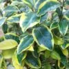 Elaeagnus Pungens Goldrim