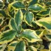 Elaeagnus X Ebbingei Gilt Edge -Fruit Garden Shop Eleagnus x ebbingei Gilt Edge Ff 1