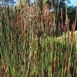 Elegia Elephantina - Large Cape Rush -Fruit Garden Shop ElegiaElephantinum 2