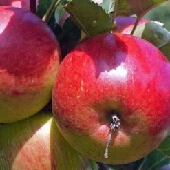 Apple Ellison's Orange -Fruit Garden Shop Ellison s Orange03