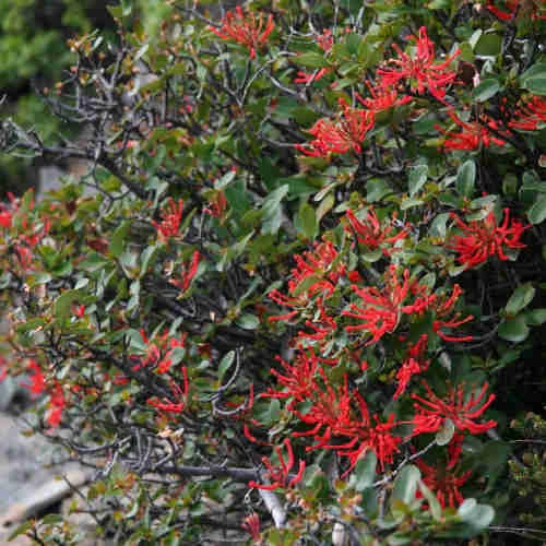 Embothrium Coccineum - Chilean Flame Tree 4 Embothrium Coccineum - Chilean Flame Tree - Image 2