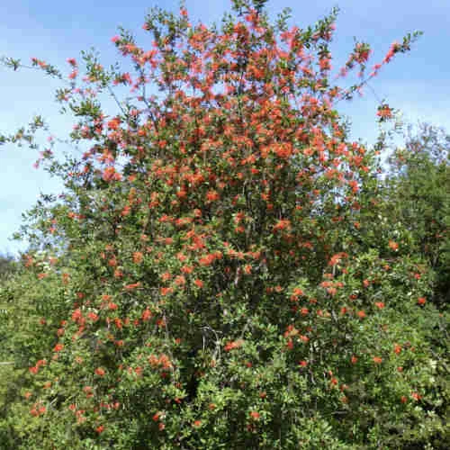 Embothrium Coccineum - Chilean Flame Tree 7 Embothrium Coccineum - Chilean Flame Tree - Image 5