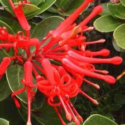 Embothrium Coccineum - Chilean Flame Tree 15 Embothrium Coccineum - Chilean Flame Tree -Fruit Garden Shop Embothrium coccineum 06