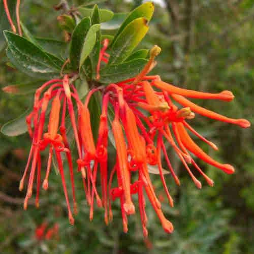 Embothrium Coccineum - Chilean Flame Tree 3 Embothrium Coccineum - Chilean Flame Tree