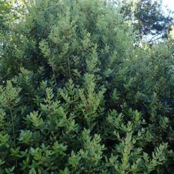 Eucryphia Cordifolia 14 Eucryphia Cordifolia -Fruit Garden Shop Eucryphia cordifolia 03