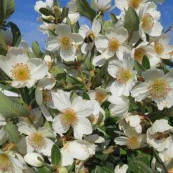 Eucryphia Cordifolia 13 Eucryphia Cordifolia -Fruit Garden Shop Eucryphia cordifolia 06