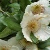 Eucryphia X Nymansensis Nymansay -Fruit Garden Shop Eucryphia x nymansensis01