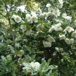 Eucryphia X Nymansensis Nymansay -Fruit Garden Shop Eucryphia x nymansensis03