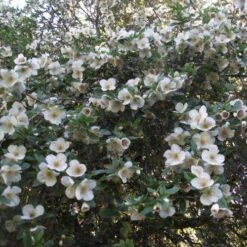 Eucryphia X Nymansensis Nymansay -Fruit Garden Shop Eucryphia x nymansensis04
