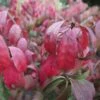 Euonymus Alatus -Fruit Garden Shop Euonymous alatus Compactus FF01 1a9d723e 9658 4556 9bc0 79f1eb901959