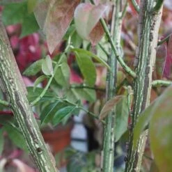 Euonymus Alatus Compacta -Fruit Garden Shop Euonymous alatus compactus FF02 f25863f6 8e6c 4d10 89b2 9e0e82aa258c