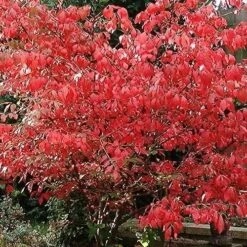 Euonymus Alatus -Fruit Garden Shop Euonymus alatus
