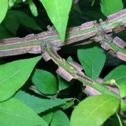 Euonymus Alatus -Fruit Garden Shop Euonymus alatus 5