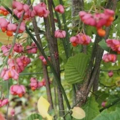 Euonymus Europaeus Scarlet Wonder -Fruit Garden Shop Euonymus europaeus. FF JPG 1