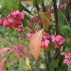 Euonymus Europaeus Scarlet Wonder -Fruit Garden Shop Euonymus europaeus FF 1 903c4f2c fd3a 4de7 9778 4f0f874e884e