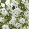 Exochorda Racemosa Magical Springtime 1 Exochorda Racemosa Magical Springtime -Fruit Garden Shop Exochorda Magical Springtime 01