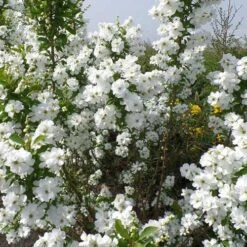 Exochorda Racemosa Magical Springtime 7 Exochorda Racemosa Magical Springtime -Fruit Garden Shop Exochorda Magical Springtime 02