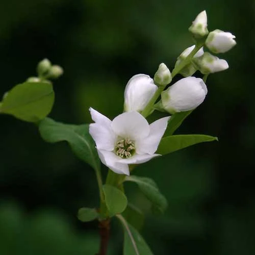 Exochorda Racemosa Magical Springtime 6 Exochorda Racemosa Magical Springtime - Image 4