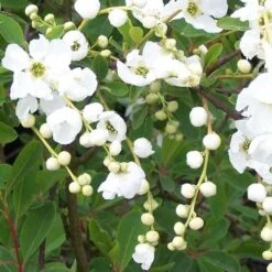 Exochorda Macrantha The Bride 9 Exochorda Macrantha The Bride -Fruit Garden Shop Exochorda x macrantha The Bride 03