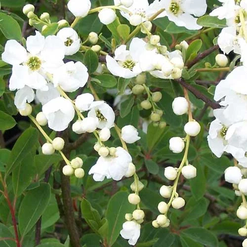 Exochorda Macrantha The Bride 4 Exochorda Macrantha The Bride - Image 2