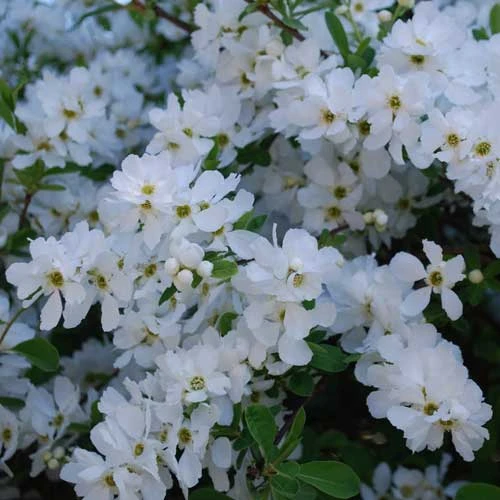 Exochorda Macrantha The Bride 5 Exochorda Macrantha The Bride - Image 3