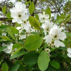 Exochorda Macrantha The Bride 11 Exochorda Macrantha The Bride -Fruit Garden Shop Exochorda x macrantha The Bride 06