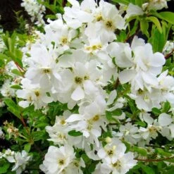 Exochorda Macrantha The Bride 12 Exochorda Macrantha The Bride -Fruit Garden Shop Exochorda x macrantha The Bride 07